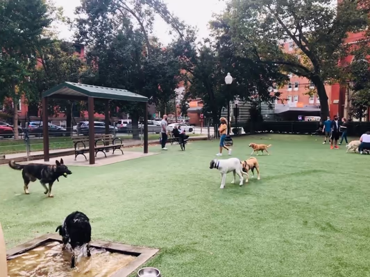 Dog Park at Church Square Park photo 1